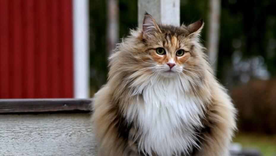 Norwegian Forest Cat Breed Information Purina